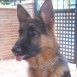 Brako 6 meses